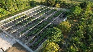 Carbon2Nature Brasil anuncia parceria inédita com Biomas em projeto de restauração de floresta nativa no sul da Bahia