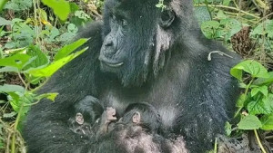 Raro! Espécie ameaçada de gorila dá à luz filhotes gêmeos em parque