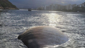 Com 12 toneladas, maior peixe de mundo é encontrado no Espírito Santo