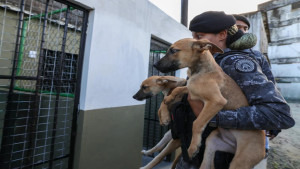 Brigada K9 denuncia morte de cão e sumiço de oito animais após desocupação para ponte Salvador-Itaparica