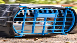 Castramóvel já realizou mais de 300 atendimentos gratuitos para cães e gatos em Camaçari