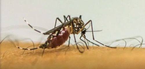 Bahia registra cerca de 8 mil casos prováveis de dengue em 2026