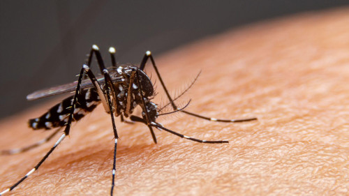 Seis cidades da Bahia estão em epidemia de dengue, diz Sesab
