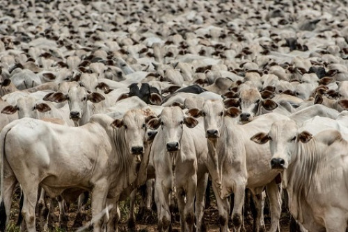 União Europeia retirou Brasil da lista de exportadores. Restrição a carnes e outros produtos passa a valer em 3 de setembro