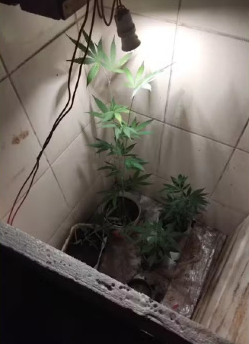 Denúncia de som alto termina com descoberta de cultivo de maconha em banheiro de casa e prisão de três pessoas na Bahia